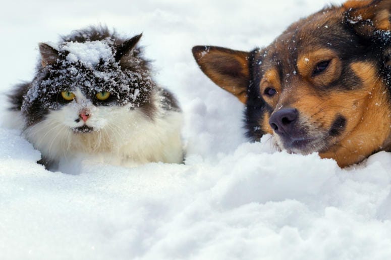Pets Winter Pets Winter