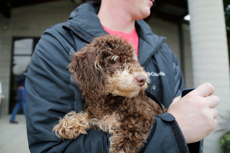 Dog going home with his new owner