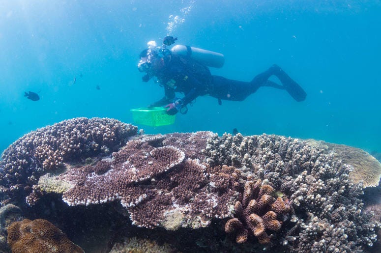 coral reef coral reef