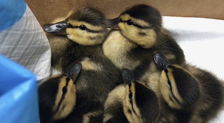 In this photo provided by the Wild Bird Fund, five ducklings bunch together at a Wild Bird Fund facility, Thursday, May 21, 2020 five ducklings in central park