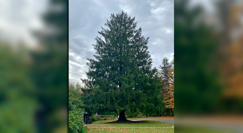 2019 Rockefeller Center Christmas Tree in Florida, NY 2019 Rockefeller Center Christmas Tree in Florida, NY