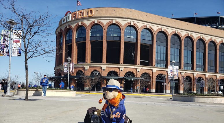 A pooch decked out in Mets gear at Citi Field Citi Field Opening Day