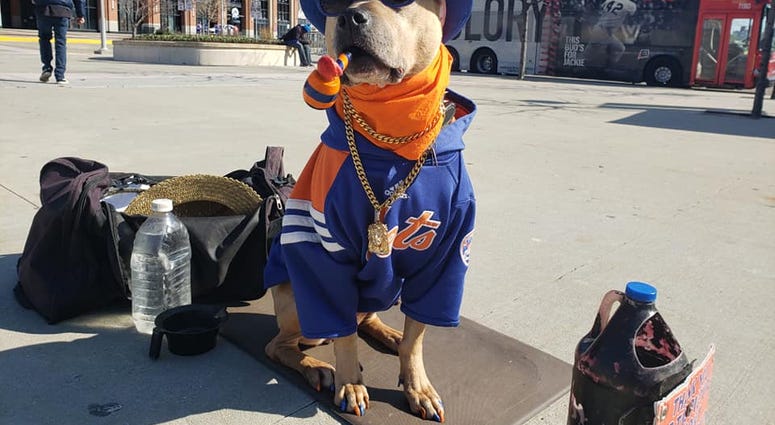 A pooch decked out in Mets gear at Citi Field. Citi Field Opening Day