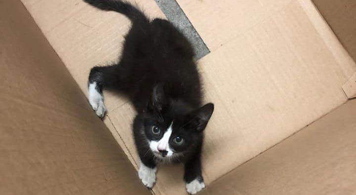 A kitten rescued from a police SUV Cuffs the Cat