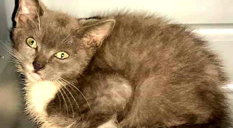 Kitten rescued on George Washington Bridge Kitten rescued on George Washington Bridge