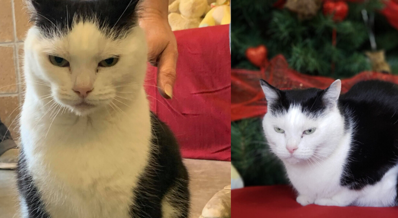 World's worst cat World's worst cat