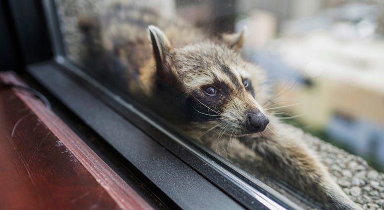 A raccoon stretches out on a windowsill high above downtown St. Paul, Minn., Tuesday, June 12, 2018. St. Paul Raccoon