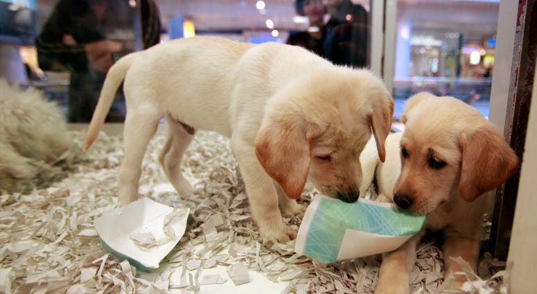 FILE - In this Monday, Oct. 4, 2010 file photo, window shoppers look at a pair of Labrador puppies for sale at the Westside Pavilion Shopping Center in Los Angeles. Pet Store