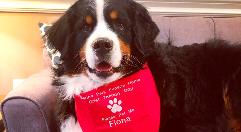 This July 18, 2019 photo shows Fiona, a Bernese mountain dog at a funeral home in New York. Fiona passed the test to become the club's 1 millionth "canine good citizen." Fiona the Bernese mountain dog