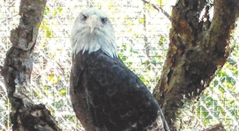 Bald eagle stolen from enclosure at Quogue Wildlife Refuge Stolen Bald Eagle