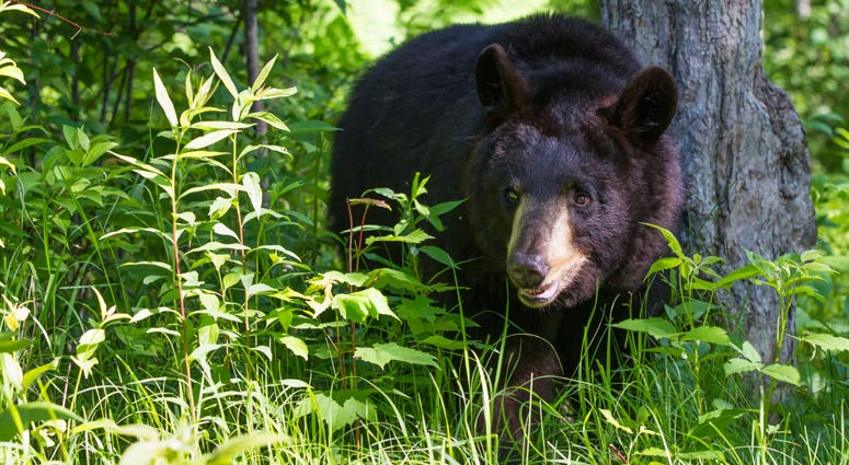 Black Bear Black Bear