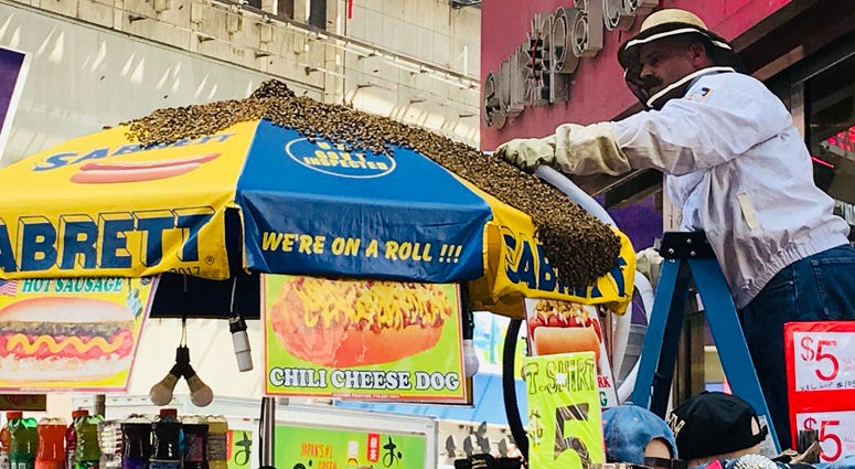 NYPD removing a swarm of bees from a hot dog cart umbrella in Times Square. Times Square Bees