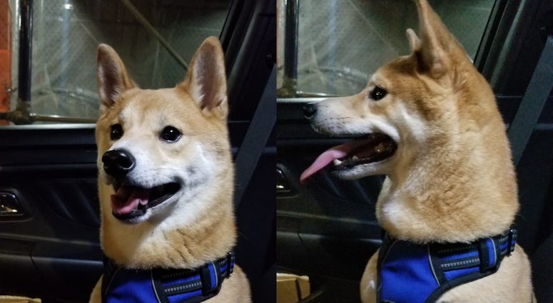 Dog found on FDR Dog found on FDR