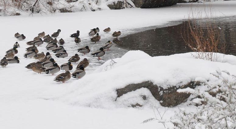 Ducks in Central Park Ducks in Central Park