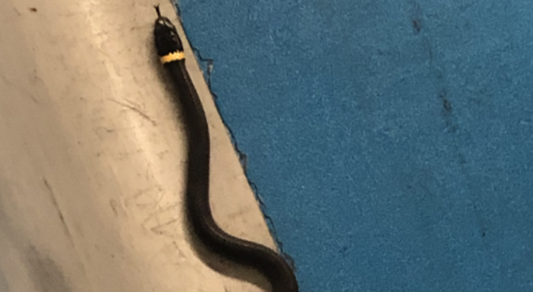 Snake found at Newark Airport Snake at Newark Airport