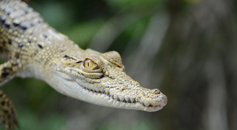 Baby Crocodile
