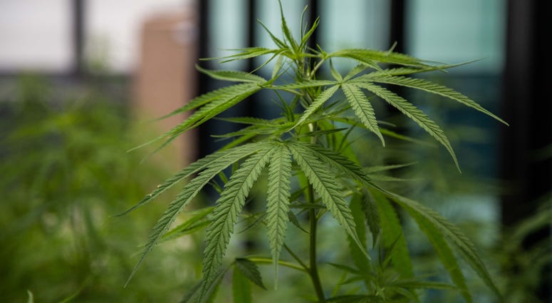 Marijuana Marijuana