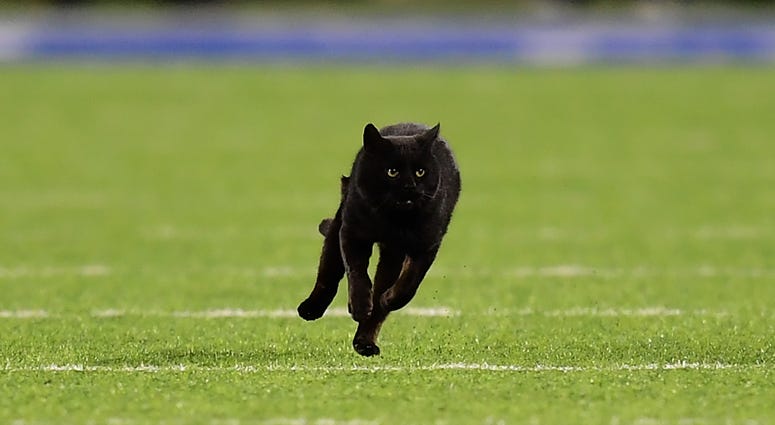 A black cat runs on the field during the second quarter of the New York Giants and Dallas Cowboys game at MetLife Stadium on November 04, 2019 in East Rutherford, New Jersey. Cat at Giants game