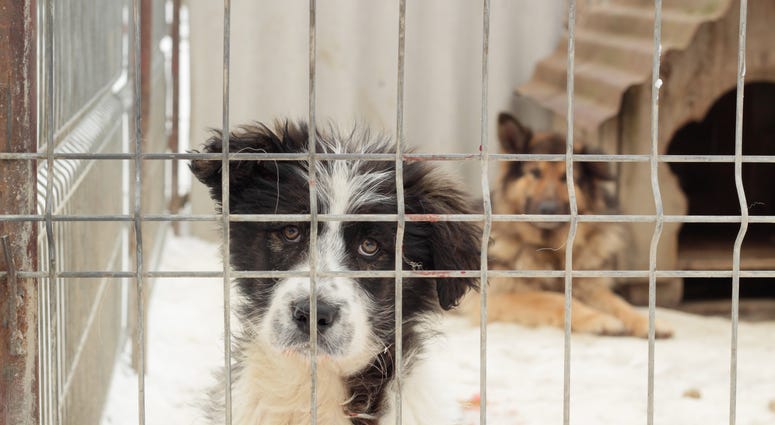 Dogs sat in a crate at an animal shelter Animal Shelter
