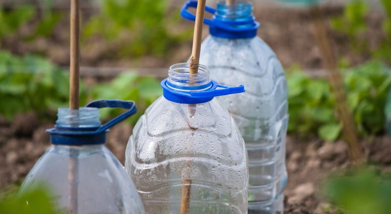 Recycled bottles in a garden