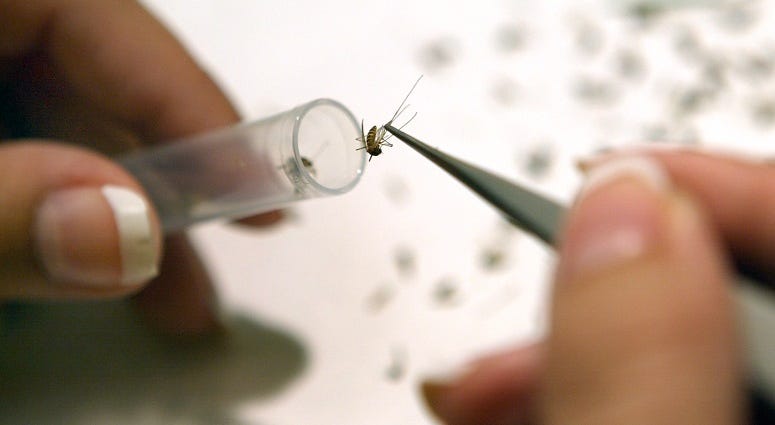 Lab assistant Amy Sebo drops mosquitoes into test tubes as she prepares them to be tested with the VecTest procedure for West Nile Virus, Saint Louis Encephalitis, Eastern Equine Encephalitis and Antigen Panel Assay. Mosquito testing