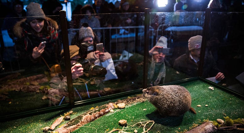 Staten Island Chuck, a groundhog who according to tradition looks for his shadow to predict whether or not the region will experience six more weeks of winter or the coming of spring is photographed by the media at the Staten Island Zoo on Feb. 2, 2015. Groundhog Day
