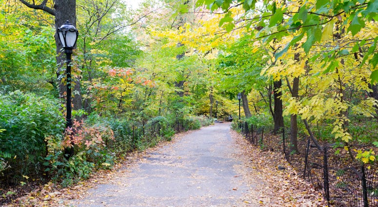 The Ramble at Central Park The Ramble at Central Park