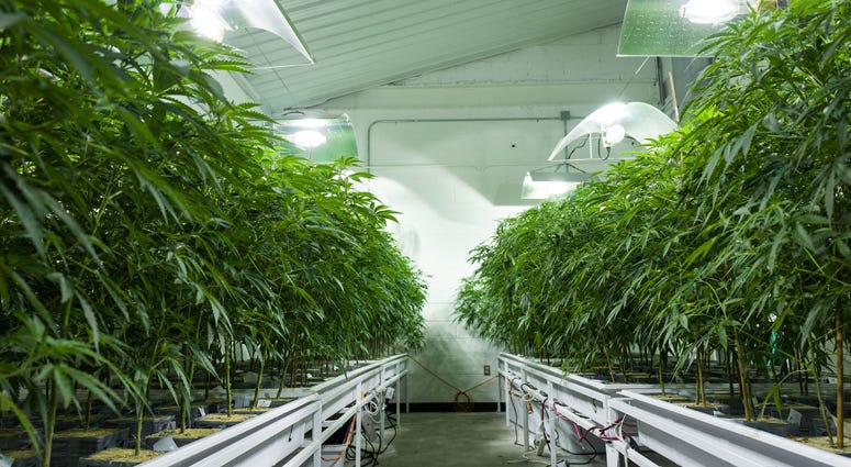 Cannabis plants grow in the 'vegetation room' at Vireo Health's medical marijuana cultivation facility, August 19, 2016 in Johnstown, New York. Medical Marijuana