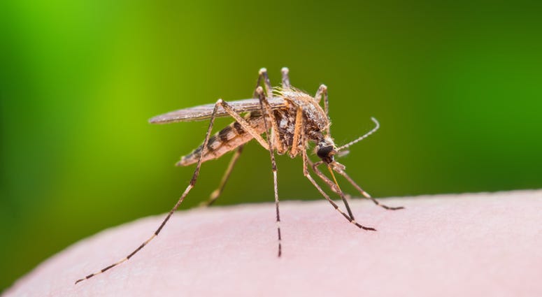 Mosquito Mosquito