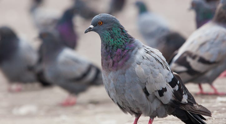 Pigeons in an urban setting. Pigeons