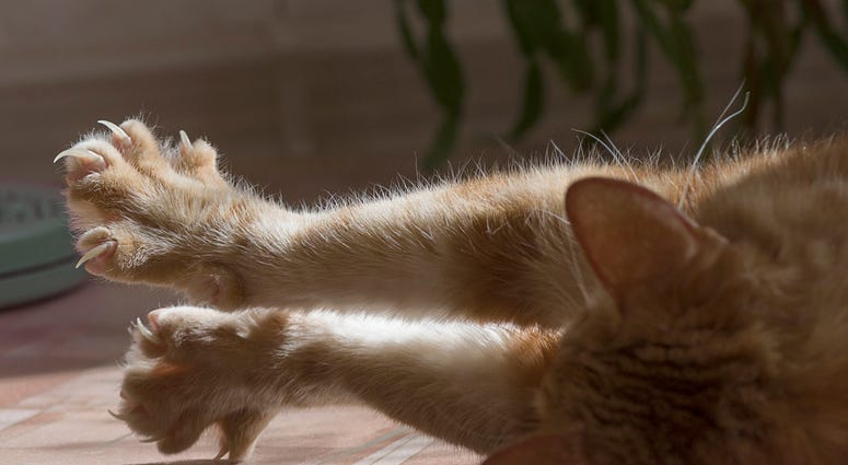 A cat stretching with claws extended. Cat Claws