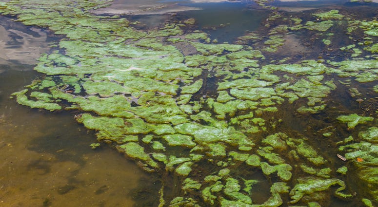 Green algae in the water surface Algae