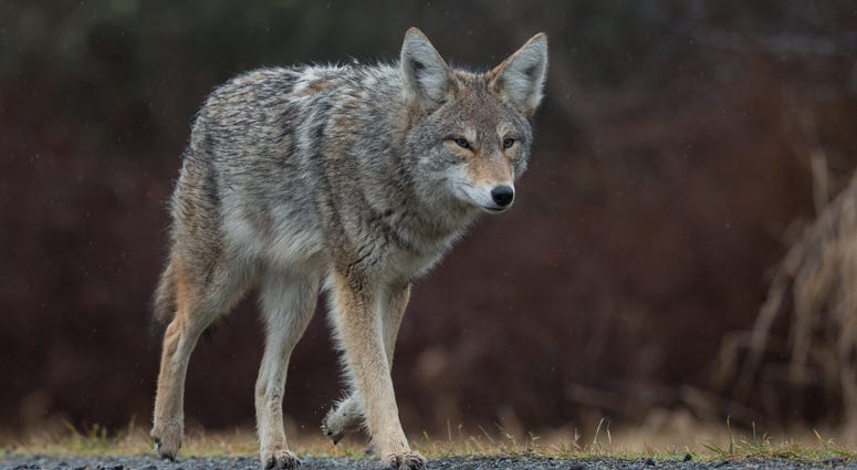 Coyote Coyote