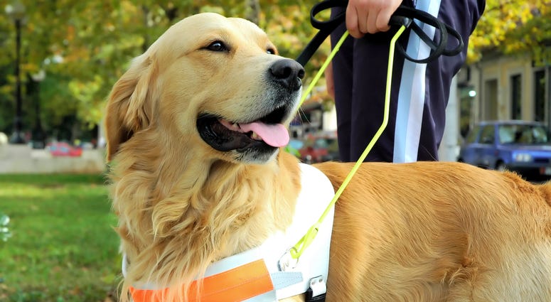 Seeing eye dog Seeing eye dog