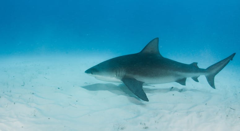 A bull shark. Bull shark