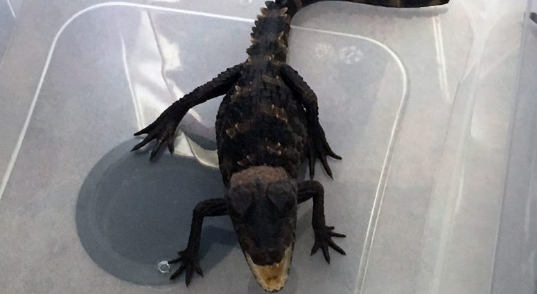 Baby alligator found in Long Island swimming pool Baby alligator