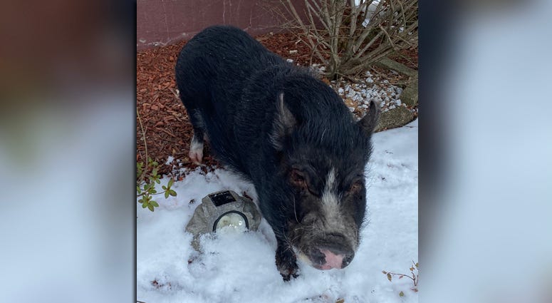 Swag The Piggy Swag The Piggy
