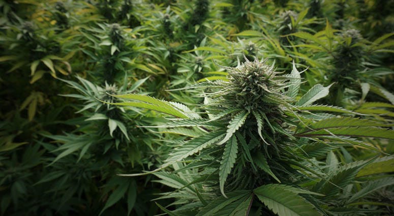 Marijuana Marijuana