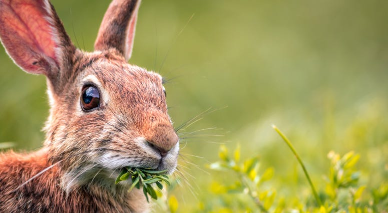 Rabbit Rabbit