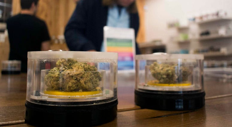 Marijuana samples on display at MedMen in West Hollywood. Marijuana Legalization