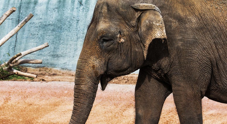 Elephant Elephant