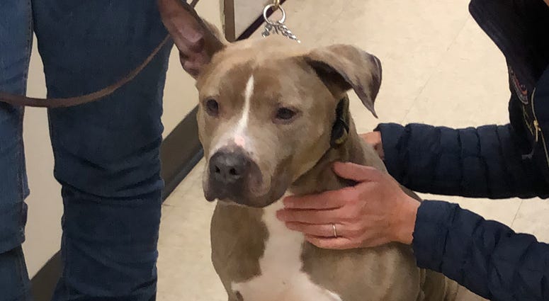 Zeus has been at the Town of North Hempstead Animal Shelter for 8 years and is looking for a forever home. Shelter Dog