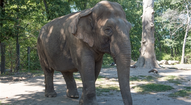 Maxine the elephant at the Bronx Zoo. Maxine the elephant bronx zoo