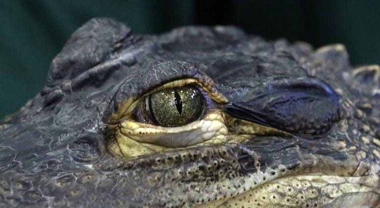 Alligator