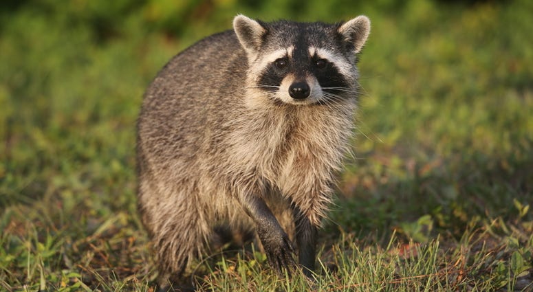A wild raccoon in Florida. Raccoon