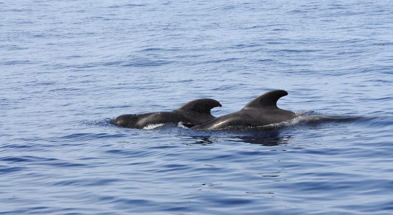 Pilot whales at the coast of Tenerife, Canary Islands Spain Pilot whales