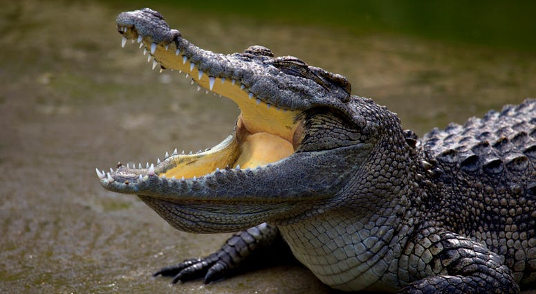 Alligator