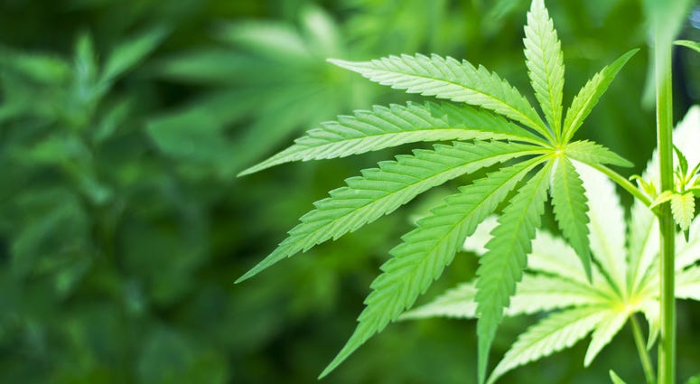 Marijuana Marijuana