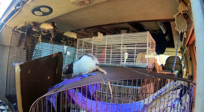 A woman living in a van in San Diego with her pet rats has agreed to give them up — all 300 of them. San Diego Rats