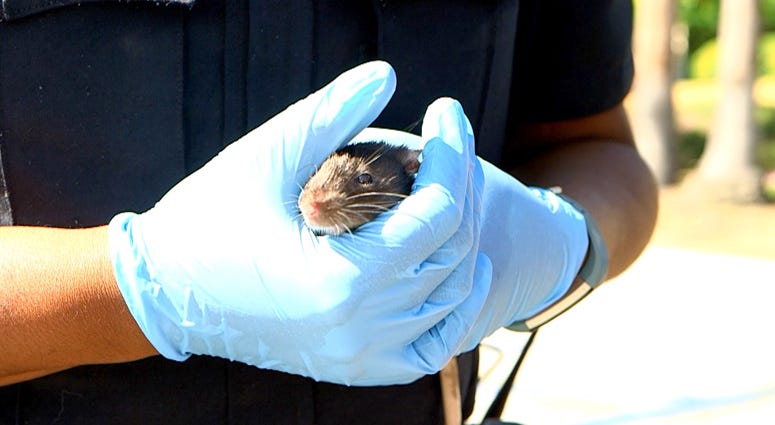 A woman living in a van in San Diego with her pet rats has agreed to give them up — all 300 of them. San Diego Rats
